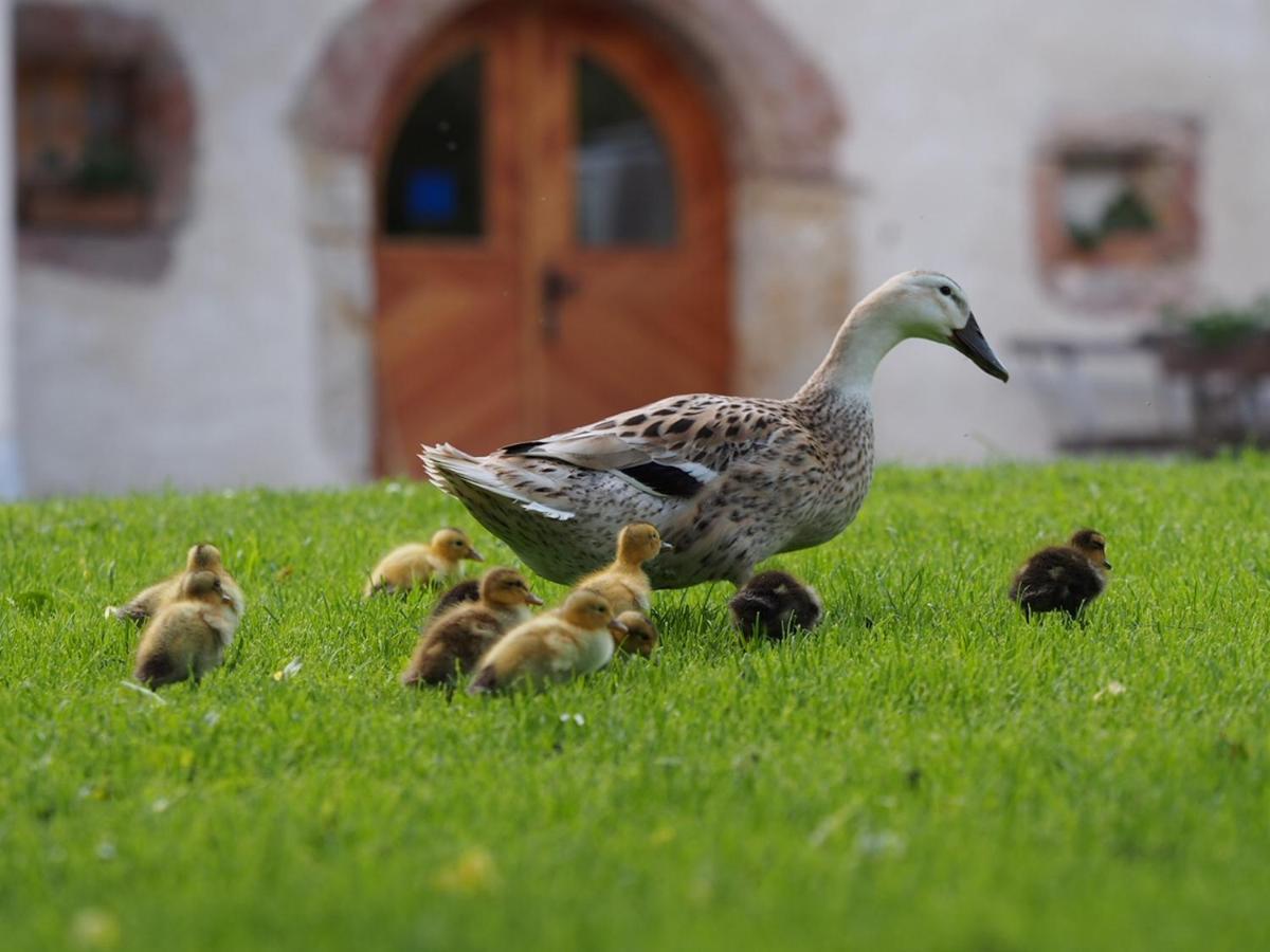 Tourist Farm Senkova Domacija Vila Zgornje Jezersko Exterior foto